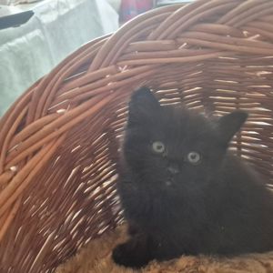 Милые домашние котики