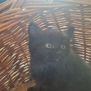 Милые домашние котики