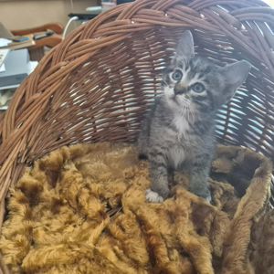 Милые домашние котики