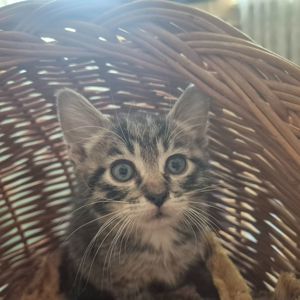 Милые домашние котики