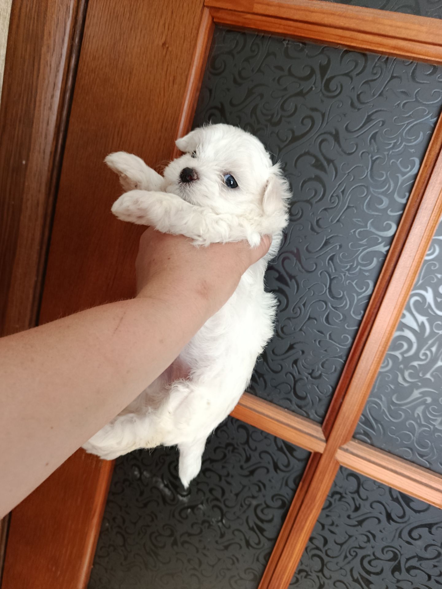 Щенята мальтійської болонки