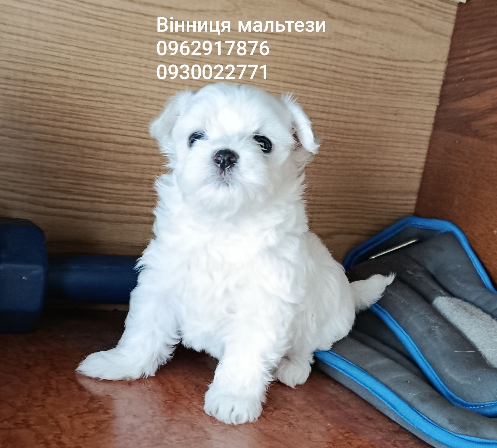 Щенята мальтійської болонки