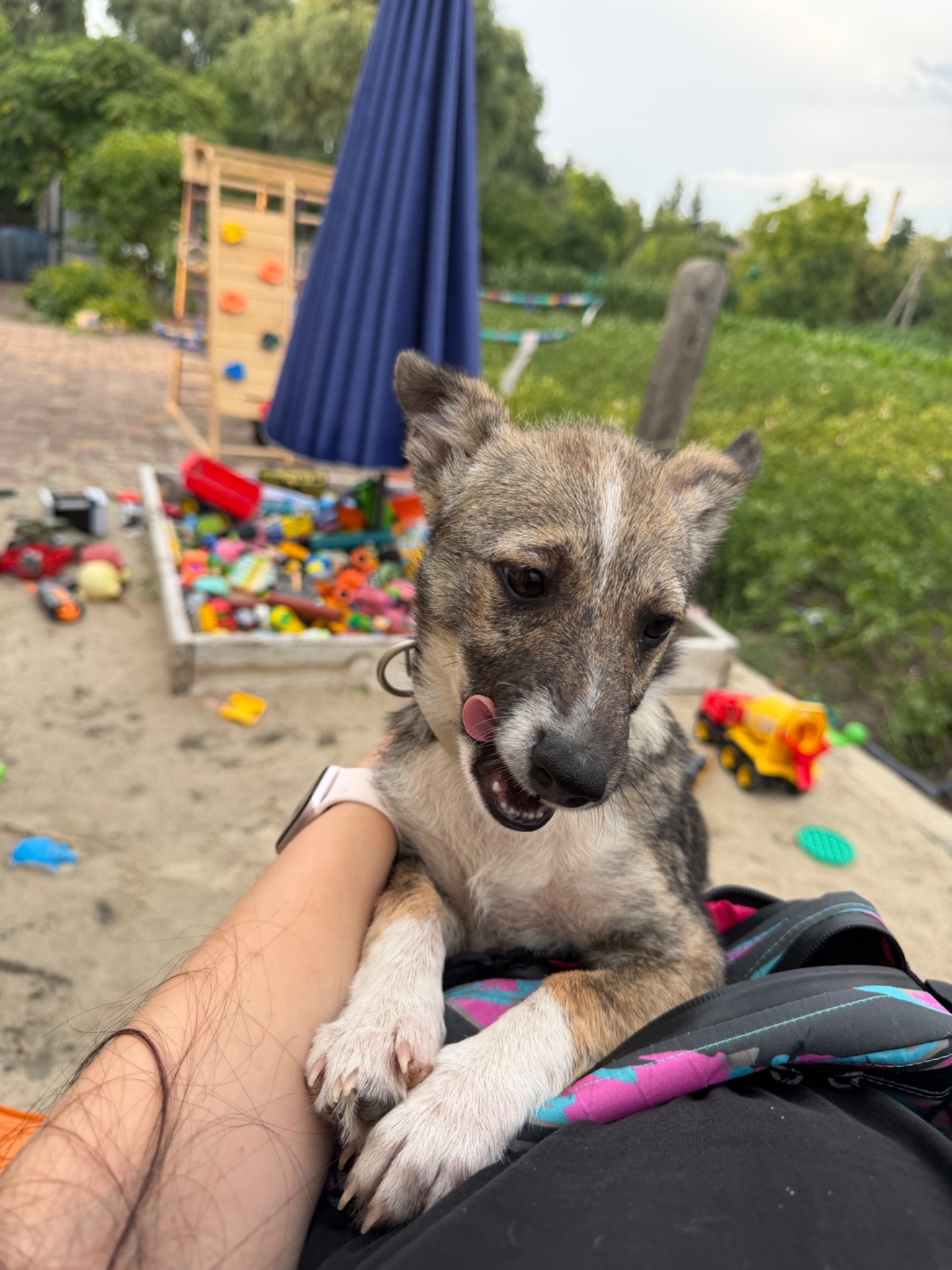 Цуценя Ася шукає дім 🐾