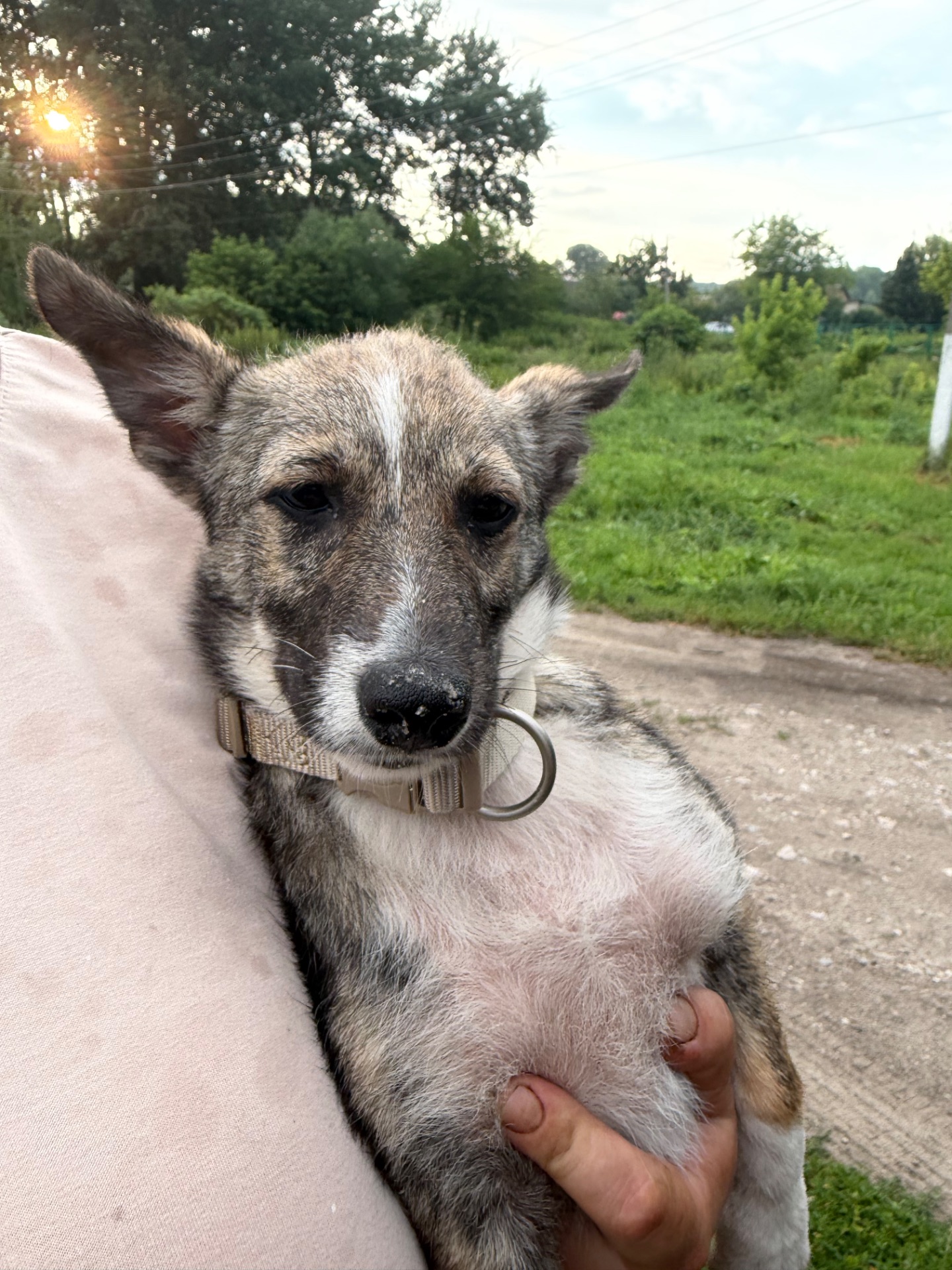Цуценя Ася шукає дім 🐾