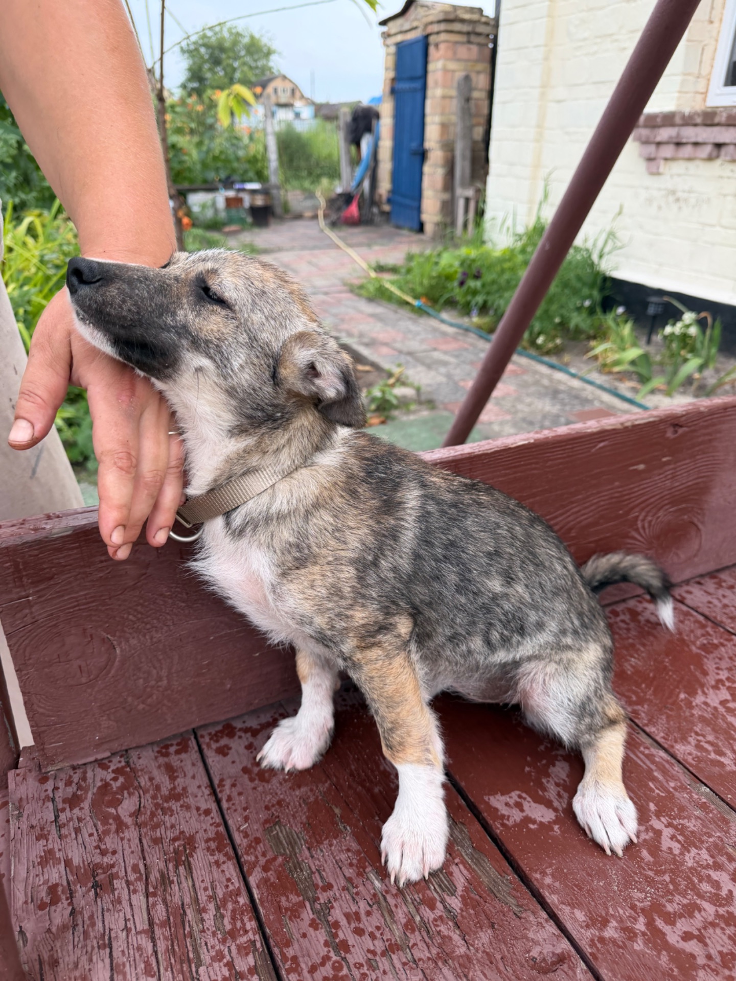 Цуценя Ася шукає дім 🐾