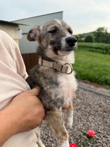 Цуценя Ася шукає дім 🐾