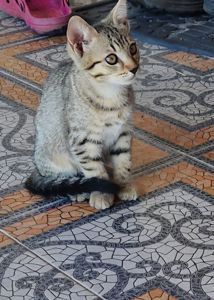 Мініатюрний Кото-хлопчик від породистих батьків