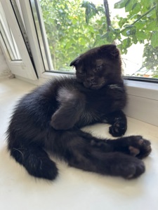 Кошенята шотландські, дівчатка