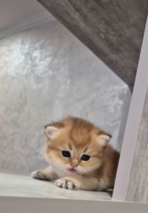 Британська золота шиншила
