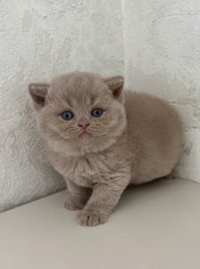 Елітне Британське кошеня дівчинка fawn