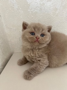 Елітне Британське кошеня дівчинка fawn