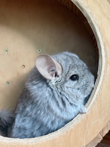 Дуже гарний пухнастий хлопчик шиншила