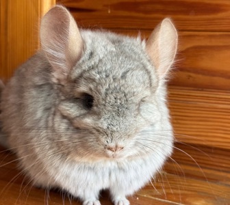 Дуже гарний пухнастий хлопчик шиншила