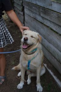 Астер шукає свою родину. ❤️