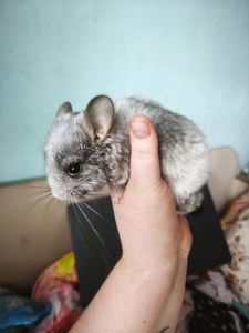 Маленька Шиншилка