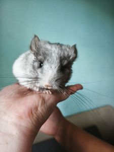 Маленька Шиншилка