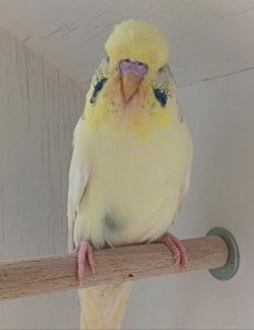 Виставковий хвилястий чех