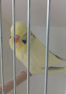 Виставковий хвилястий чех