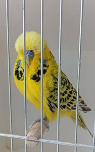 Виставковий хвилястий чех