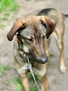 Молодий активний пес Лютик