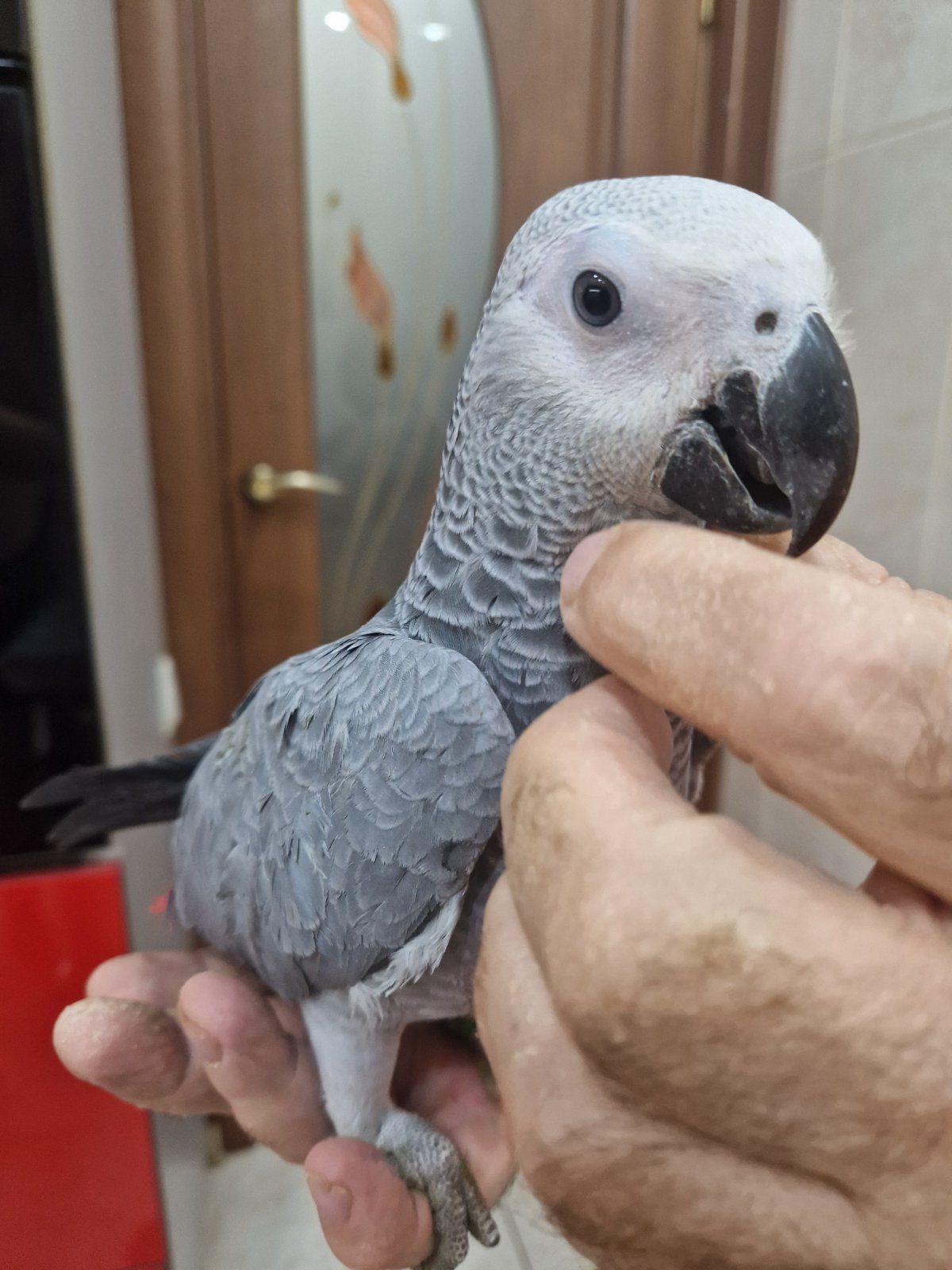 Детки алахвостых попугайчиков жако