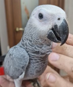 Детки алахвостых попугайчиков жако