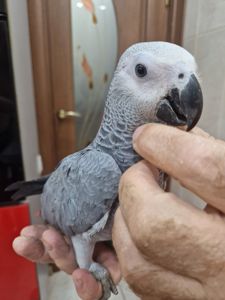 Детки алахвостых попугайчиков жако