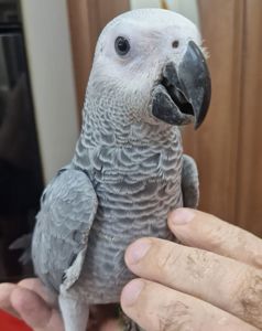 Замечательные малыши погачика жако
