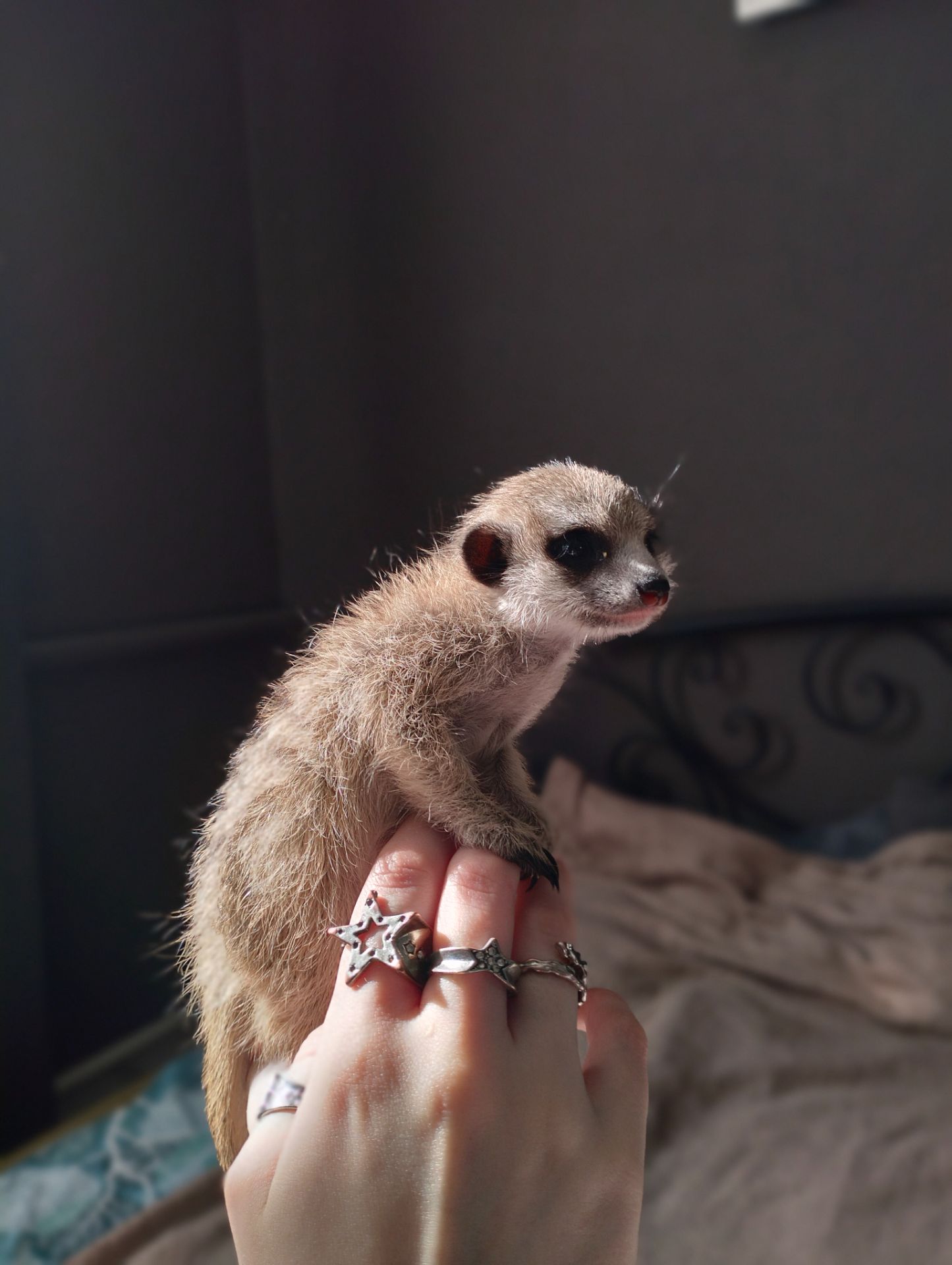 Сурикат ручний Kalahari