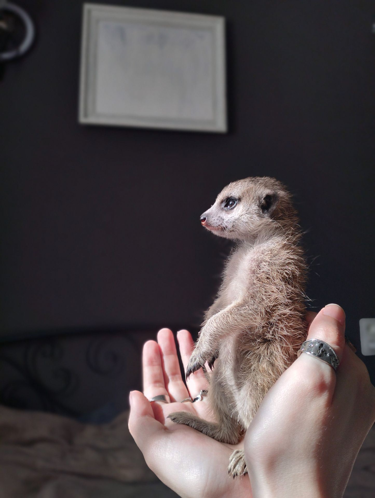 Сурикат ручний Kalahari