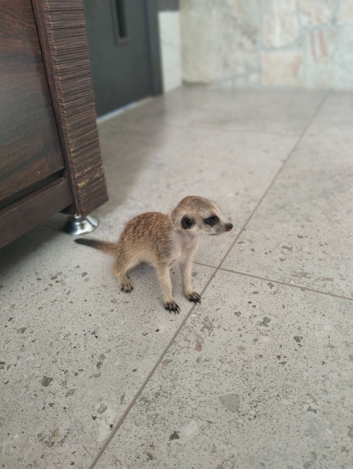 Сурикат ручний Kalahari