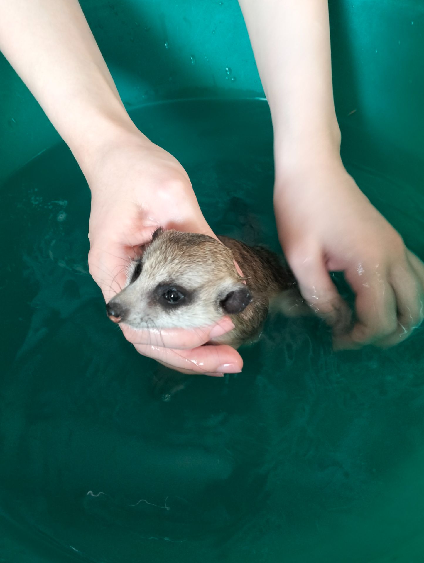 Розплідник Kalahari, ручні сурикати хатні