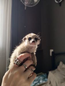Сурикат ручний Kalahari