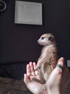 Сурикат ручний Kalahari