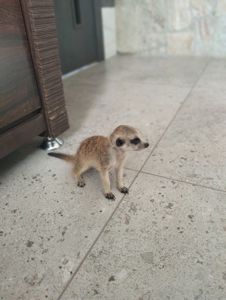 Сурикат ручний Kalahari