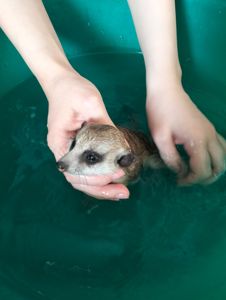 Розплідник Kalahari, ручні сурикати хатні