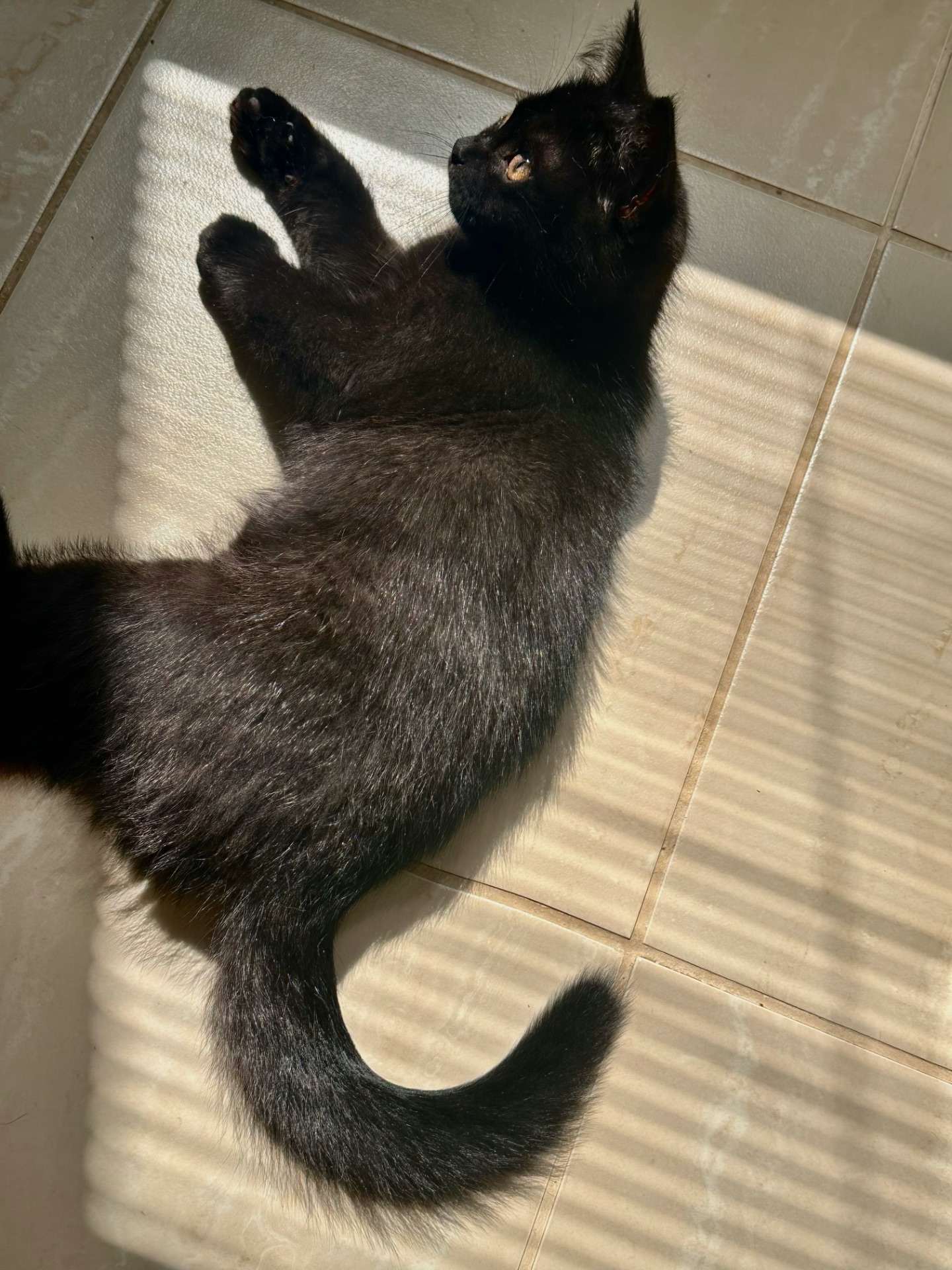 Кошеня шотландська шиншила