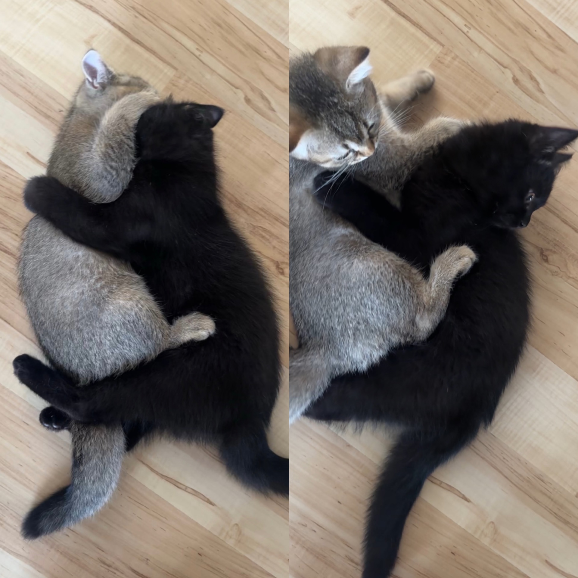 Кошеня шотландська шиншила