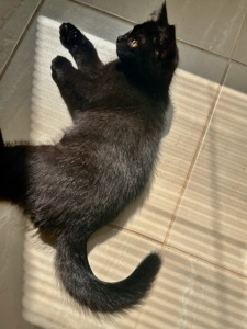 Кошеня шотландська шиншила