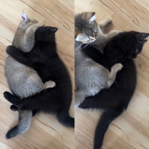 Кошеня шотландська шиншила