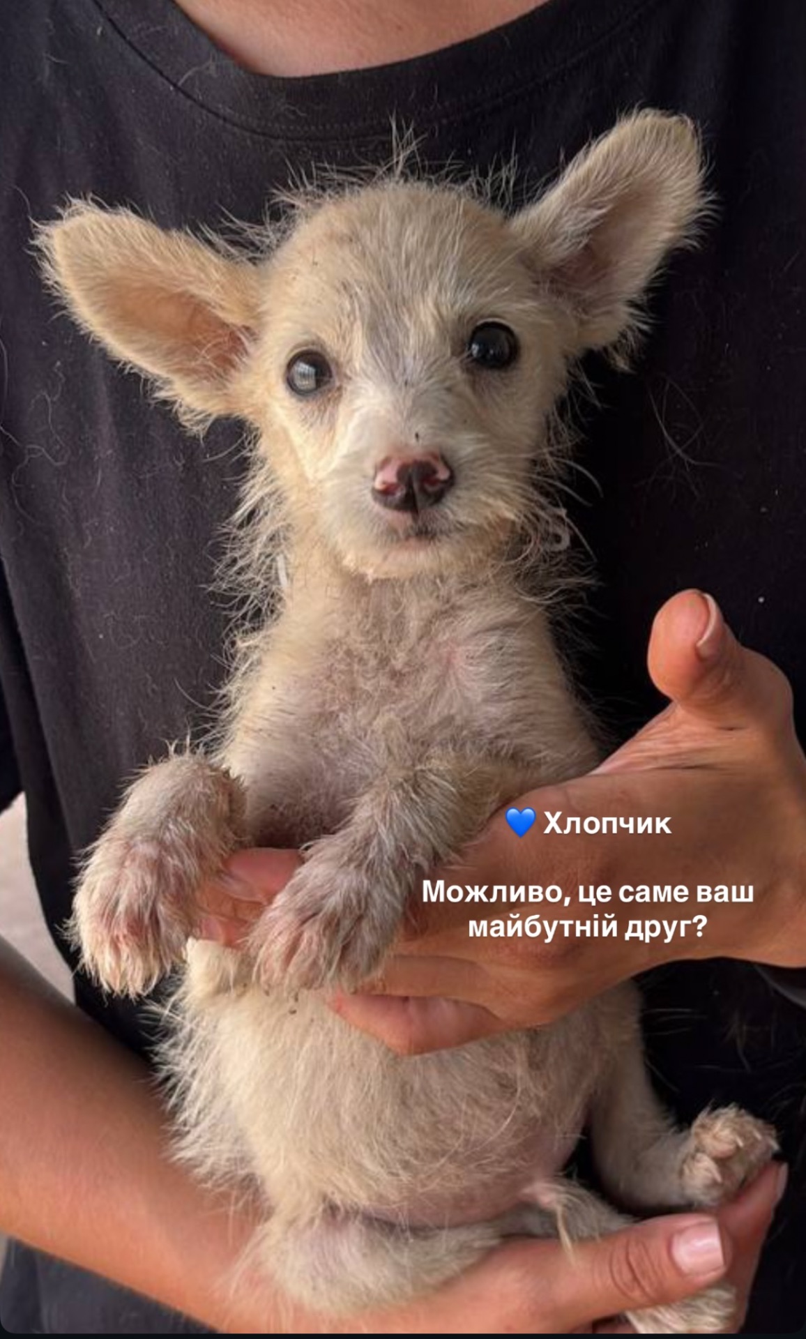 Біле цуценя хлопчик