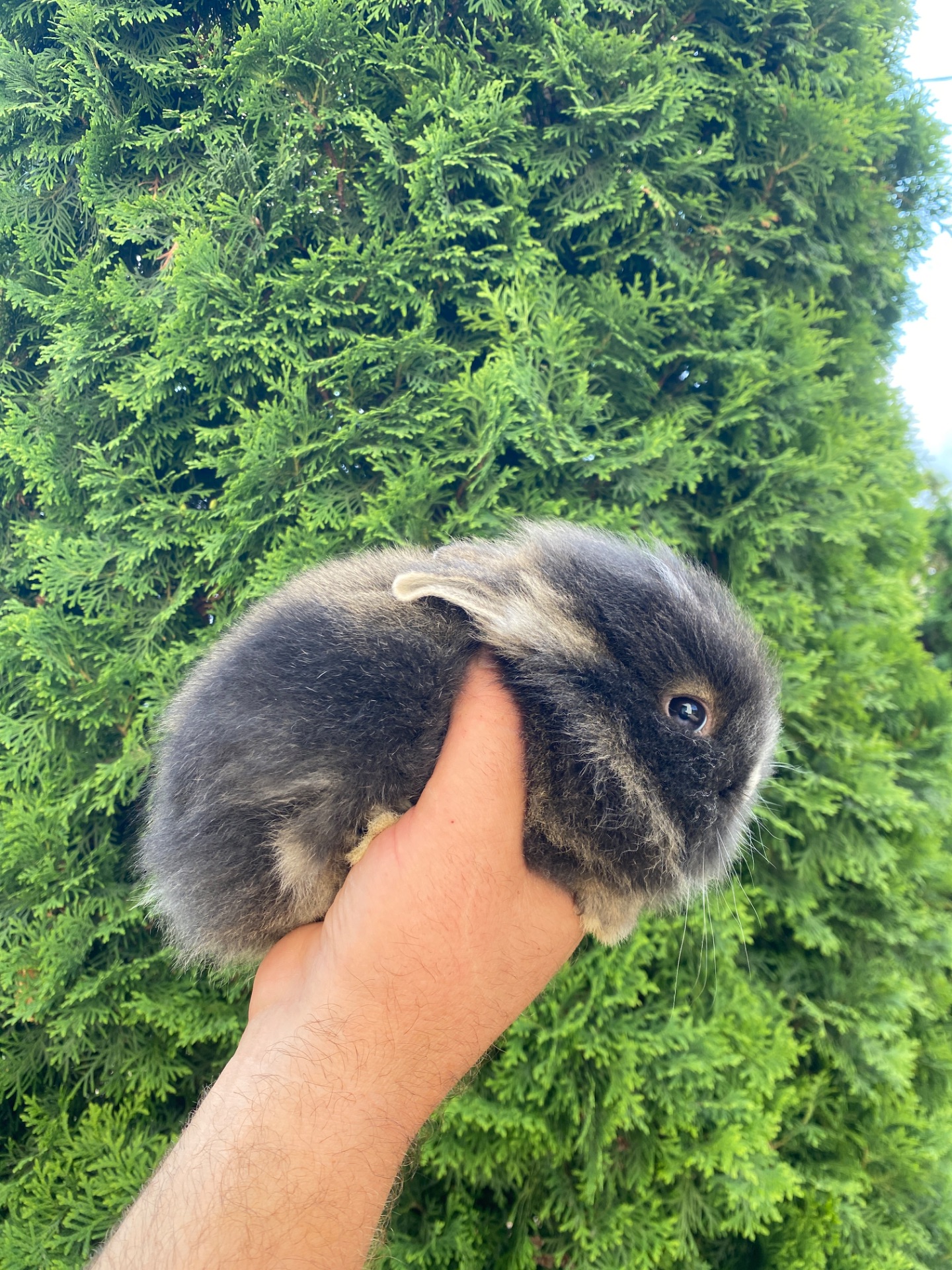 Дівчинка lionhead