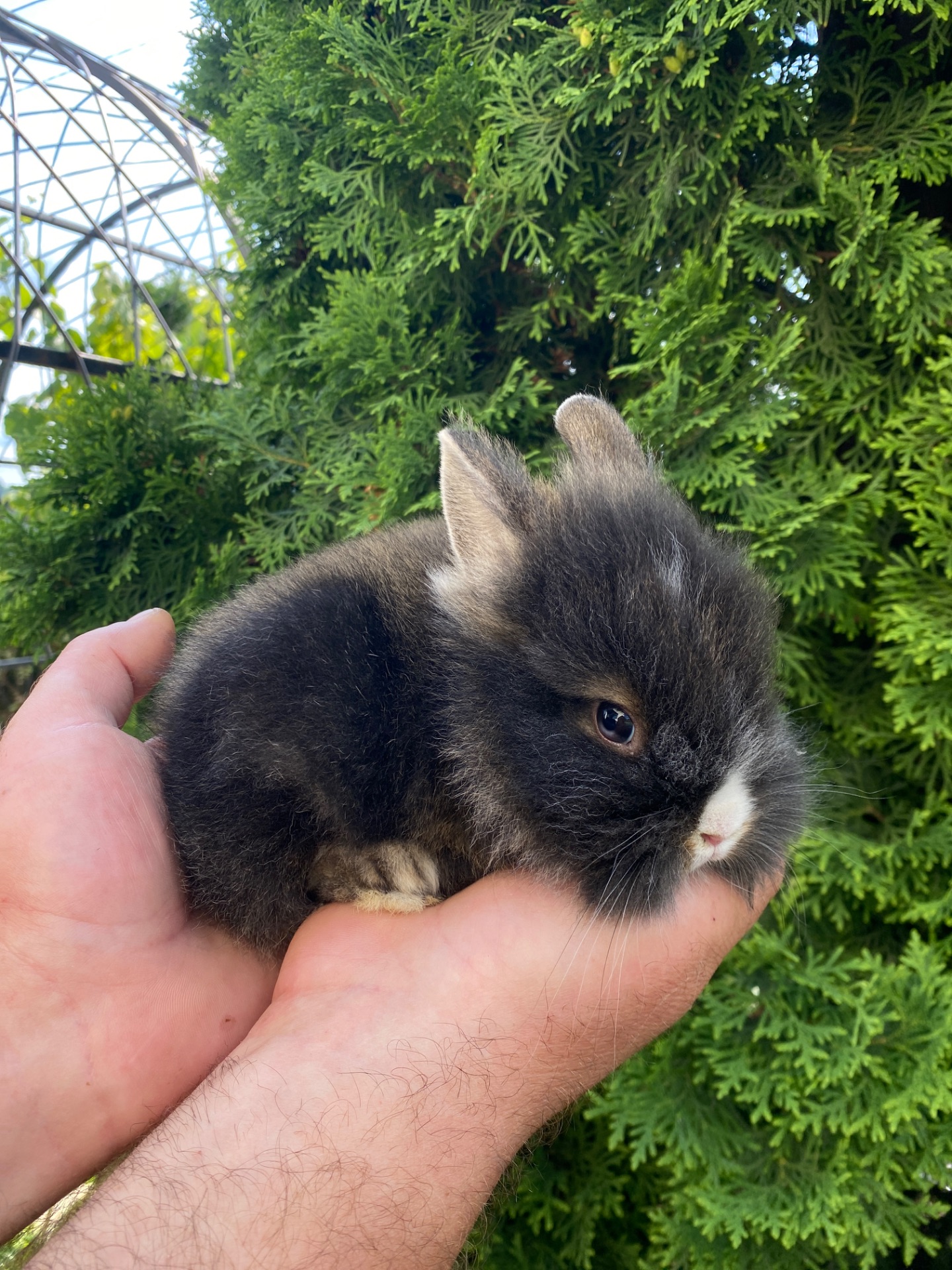 Дівчинка lionhead