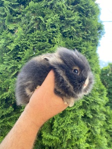 Малюк lionhead