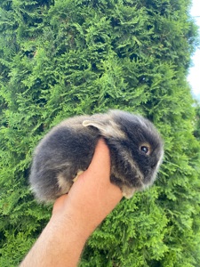 Дівчинка lionhead
