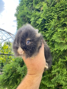 Малюк lionhead