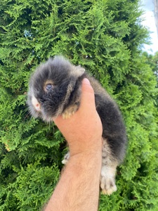 Малюк lionhead