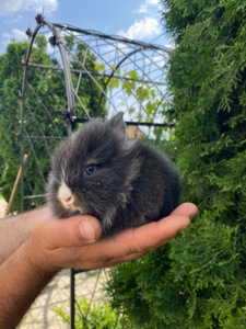 Малюк lionhead