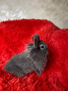 Дівчинка lionhead