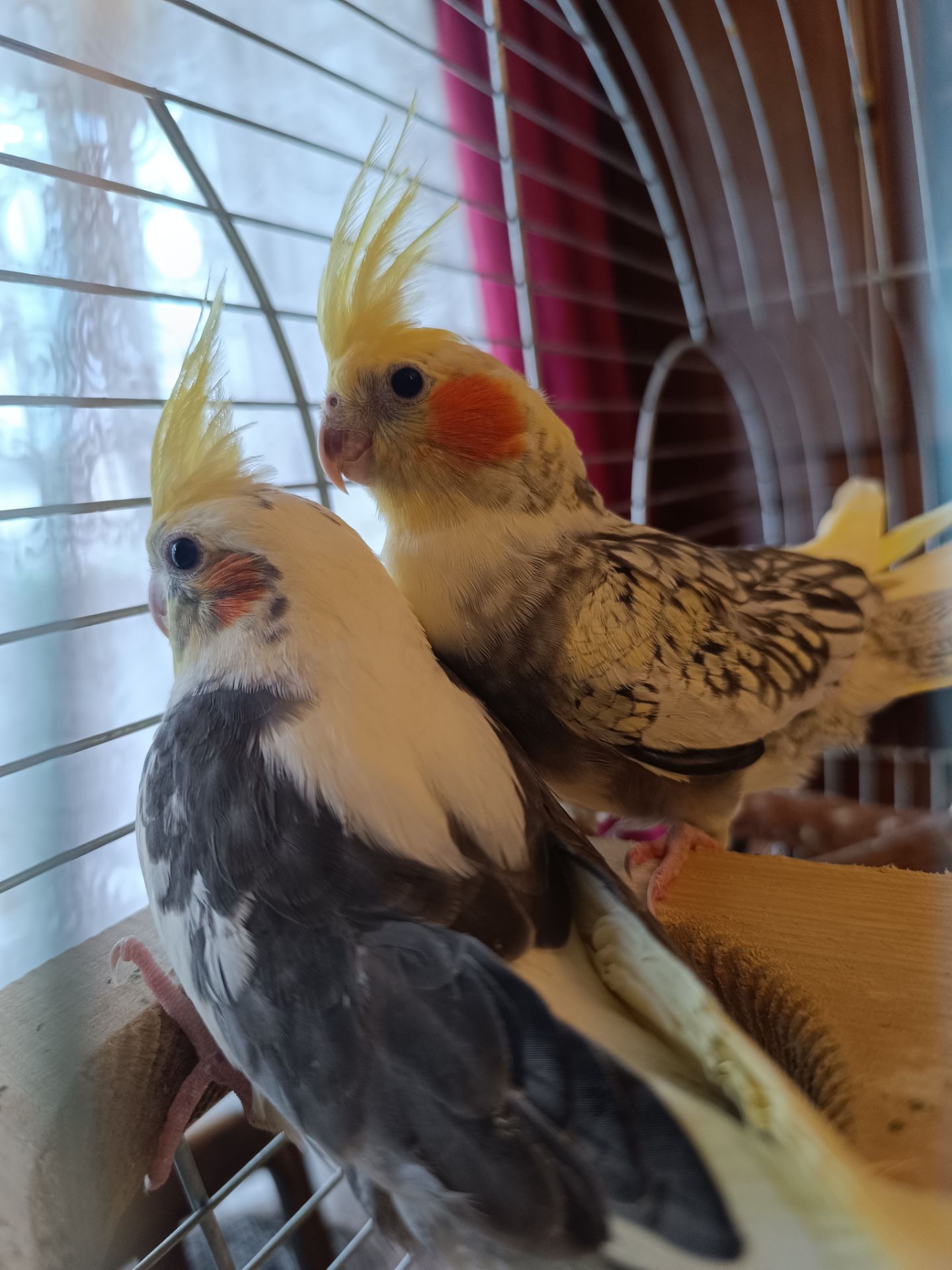 🦜 Домашні ручні корели! 🦜